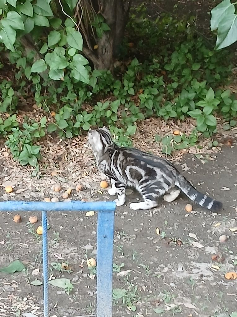 Котенок в добрые руки
