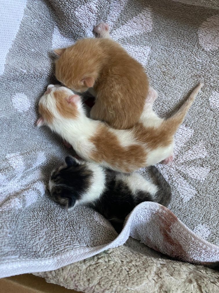 Котёнки дам дарм