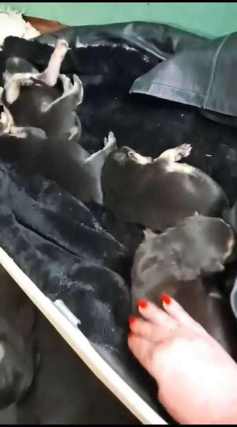 Щенкам срочно нужен дом!