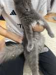 Кошка британские
