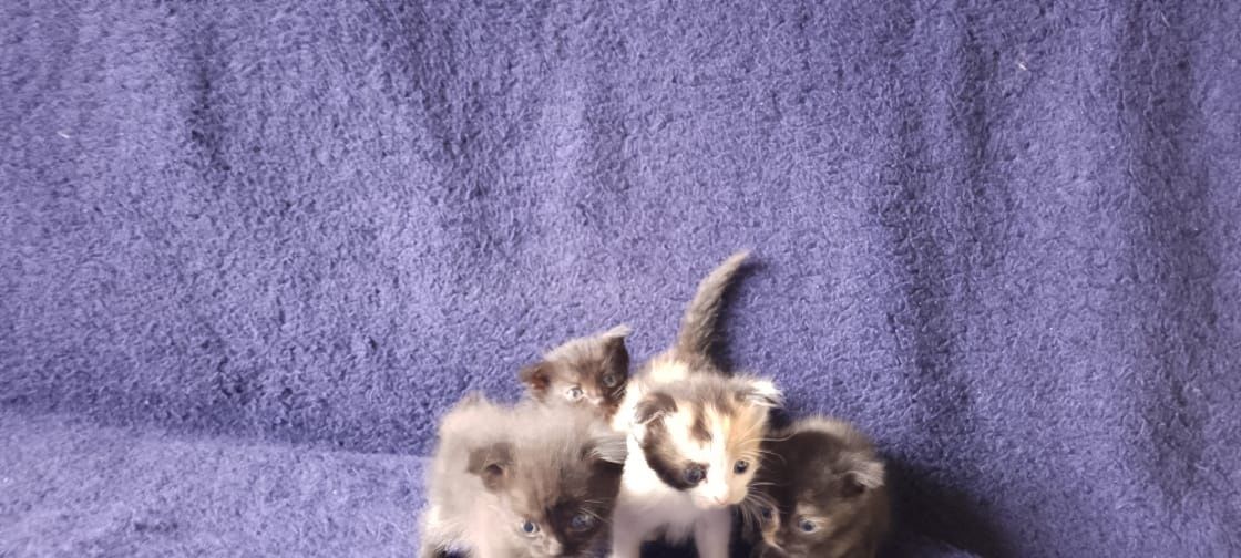 Продам котят от вислоухой кошки.