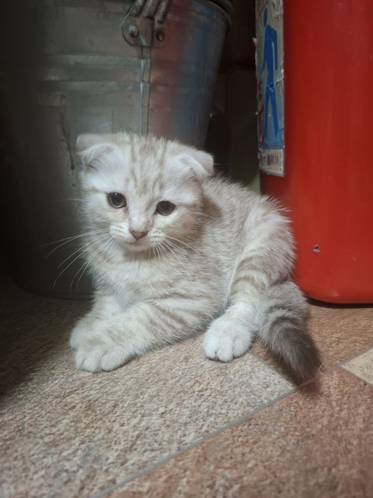 Продам котенка. Мальчик