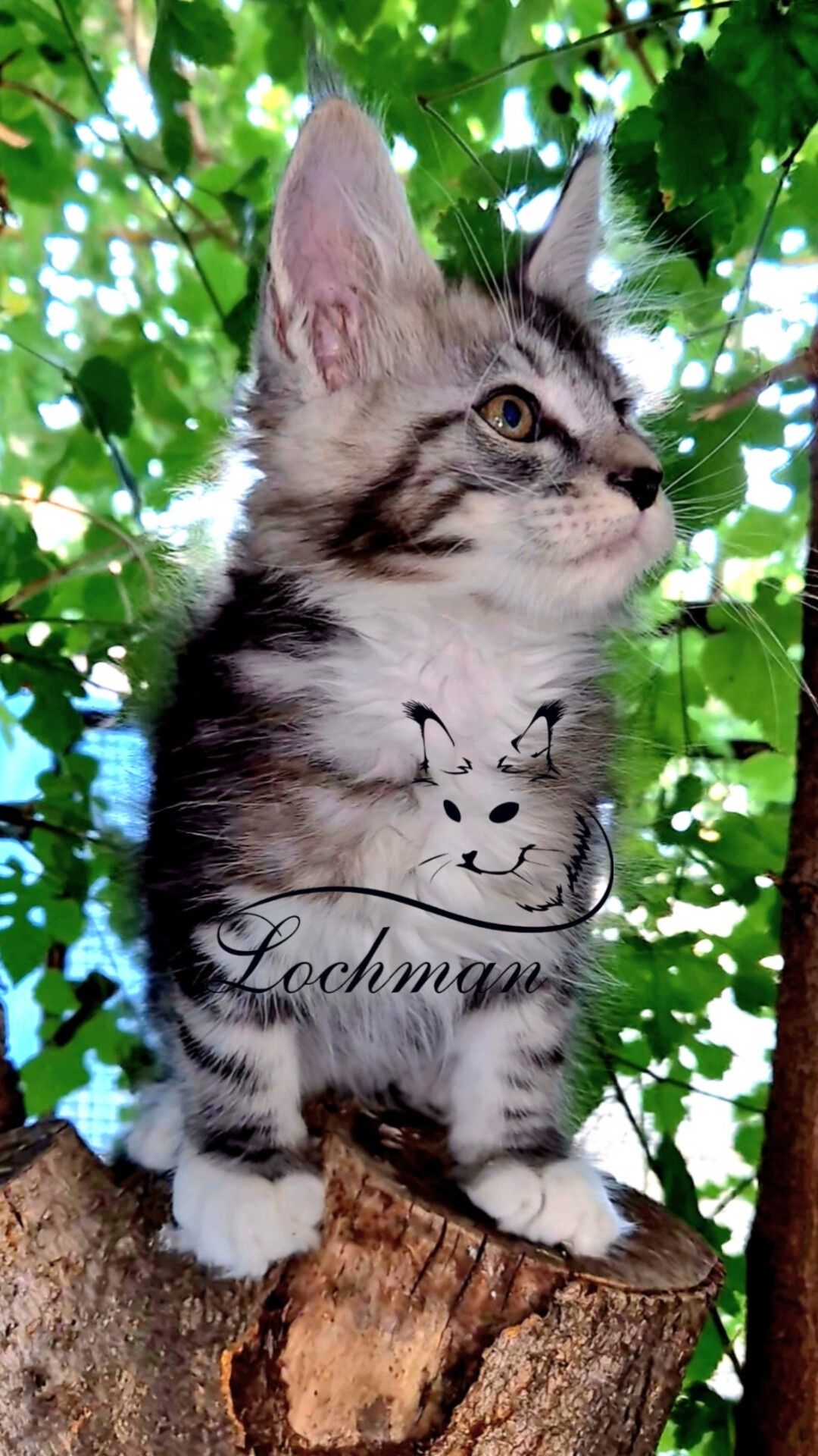 Мейнкун котята доставка