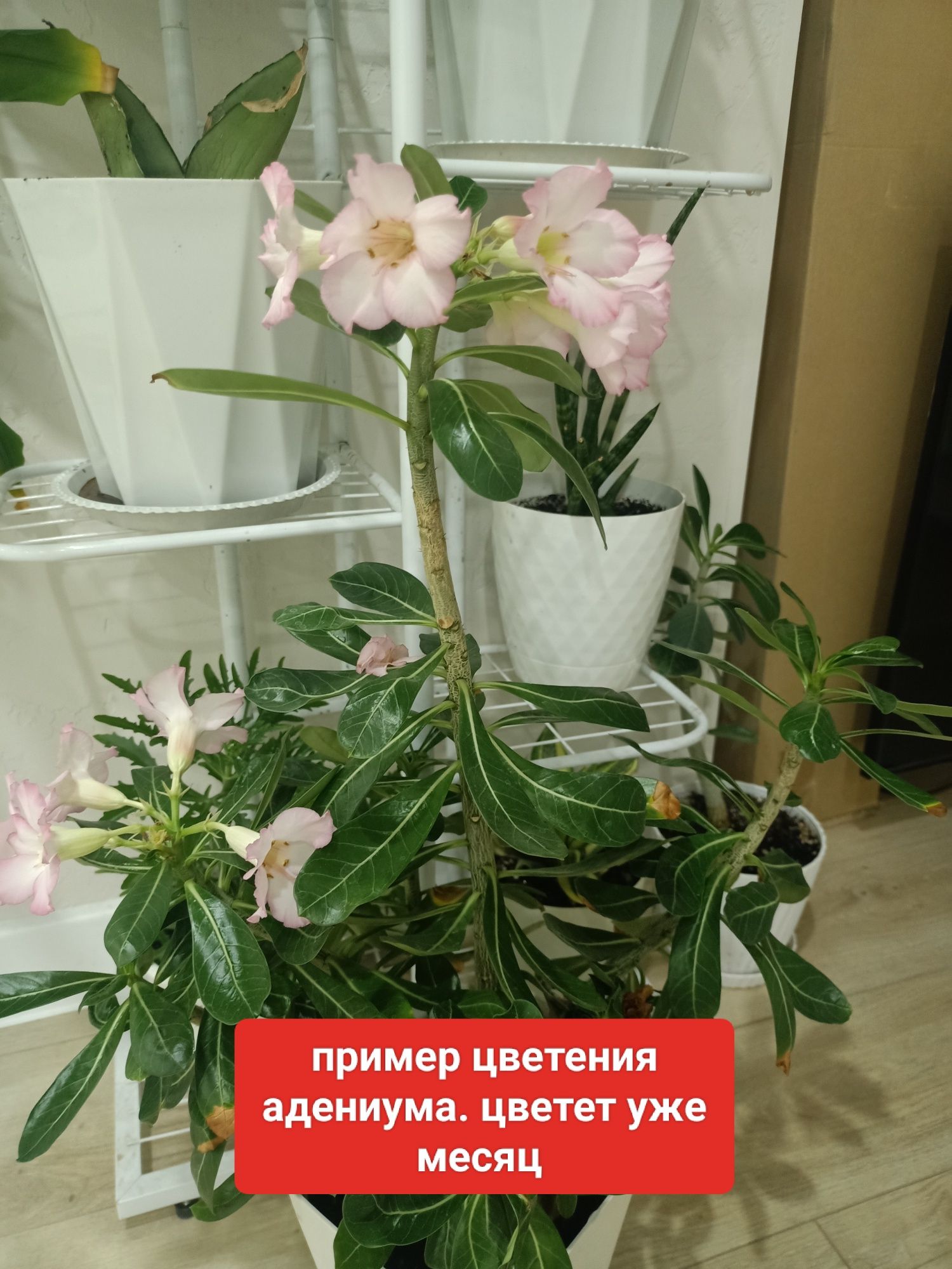 Цветы адениум, пеперомия. Оленьи рога