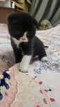 Котенок, породистый