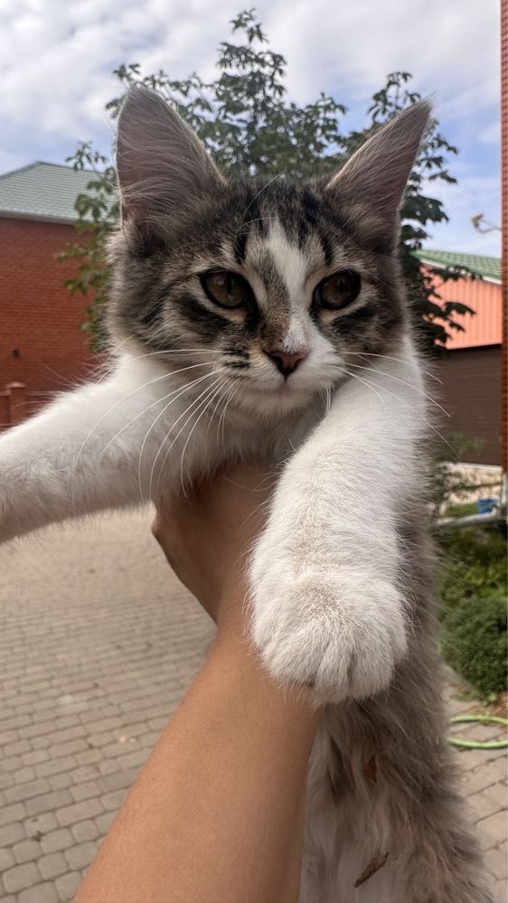 Отдам котенка в добрые руки (с доставкой, привезем)