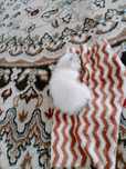 Отдам даром котенка