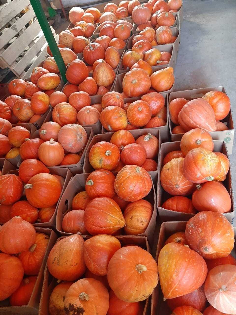 продам тыкву урожай 2024 года на хранение очень вкусная