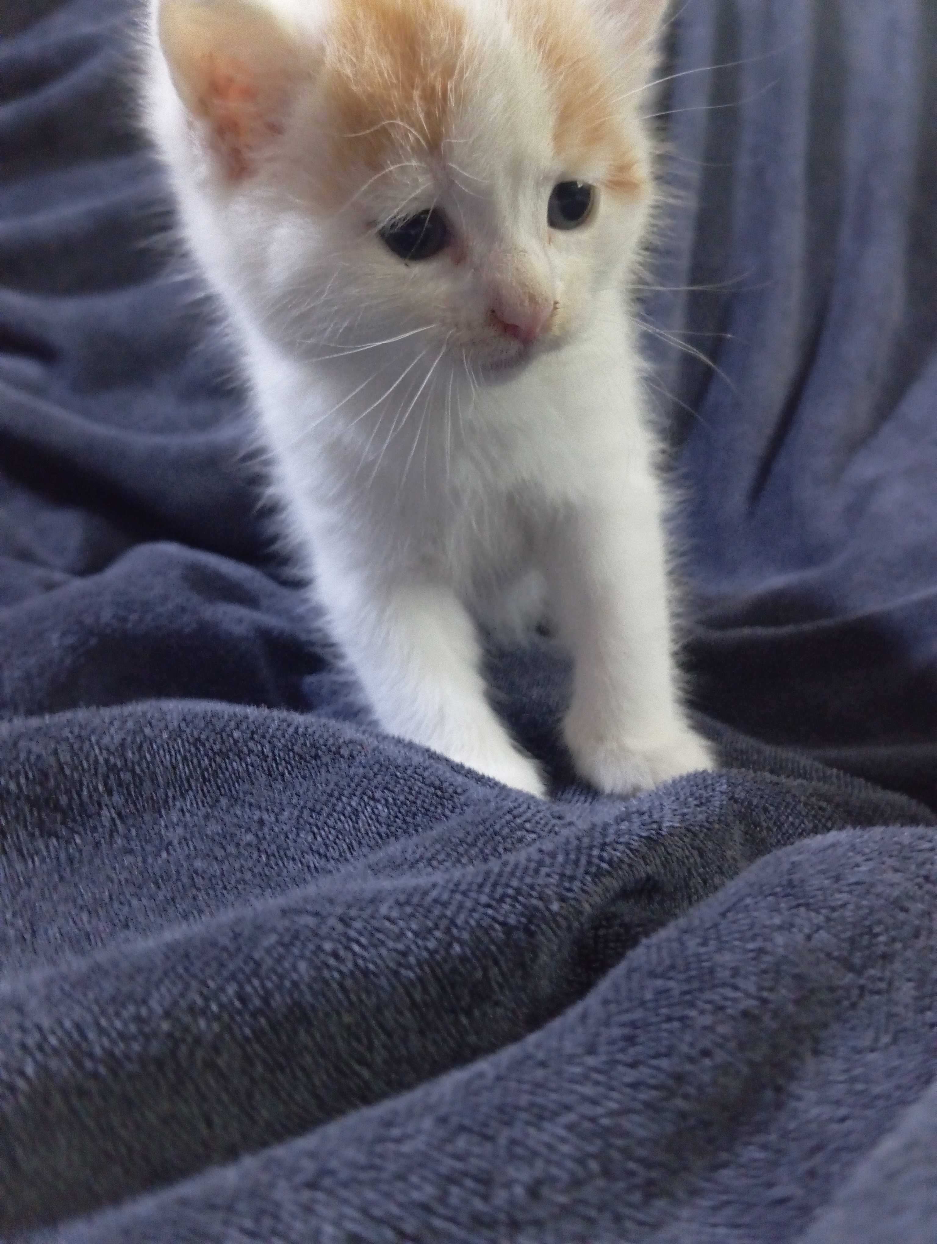 Отдаются щекастая кошечка и котик в рыжую крапинку