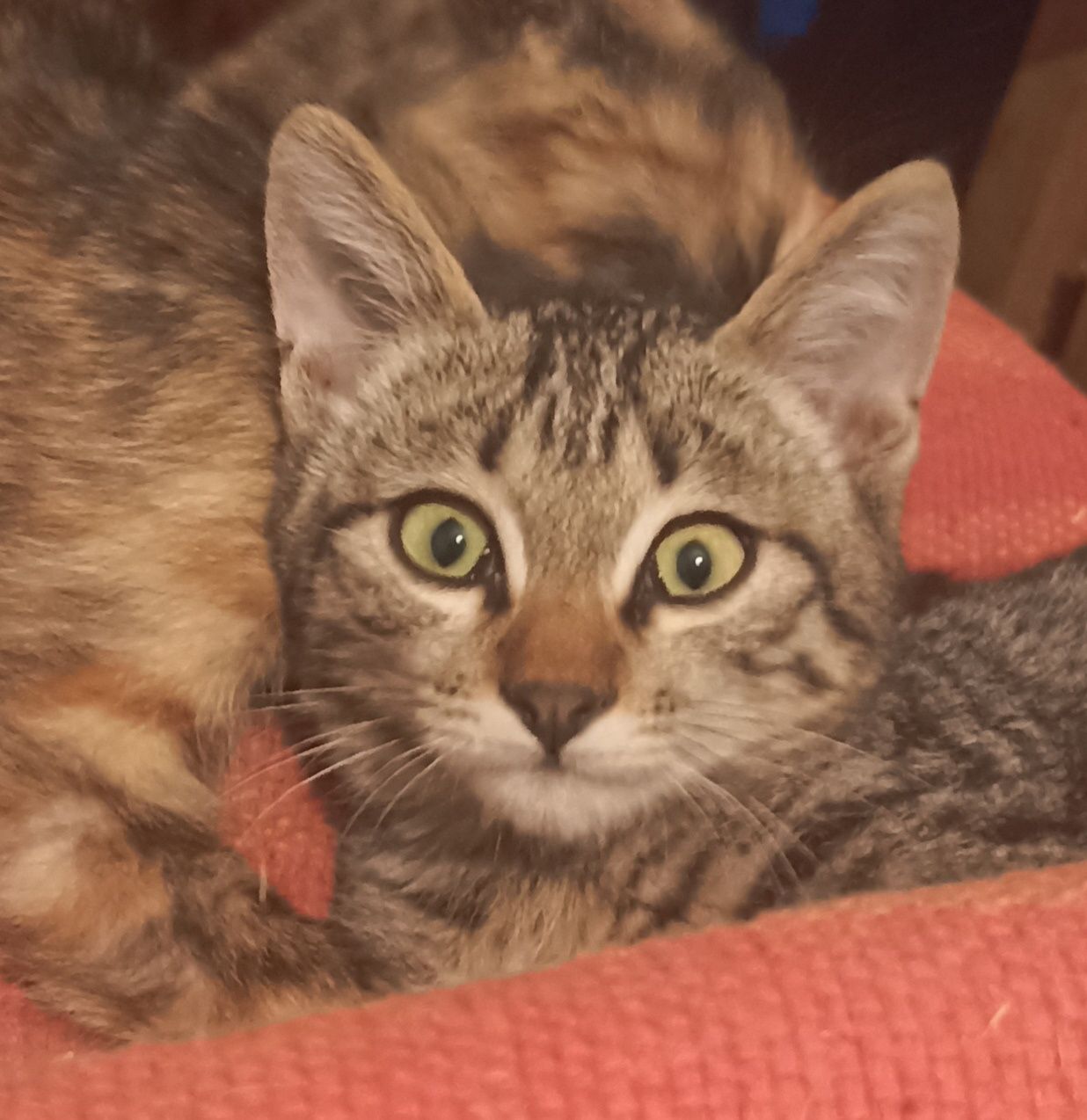 Котята! Пацанчик и девочка!