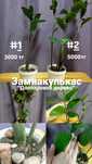 Замиакулькас/ долларовое дерево
