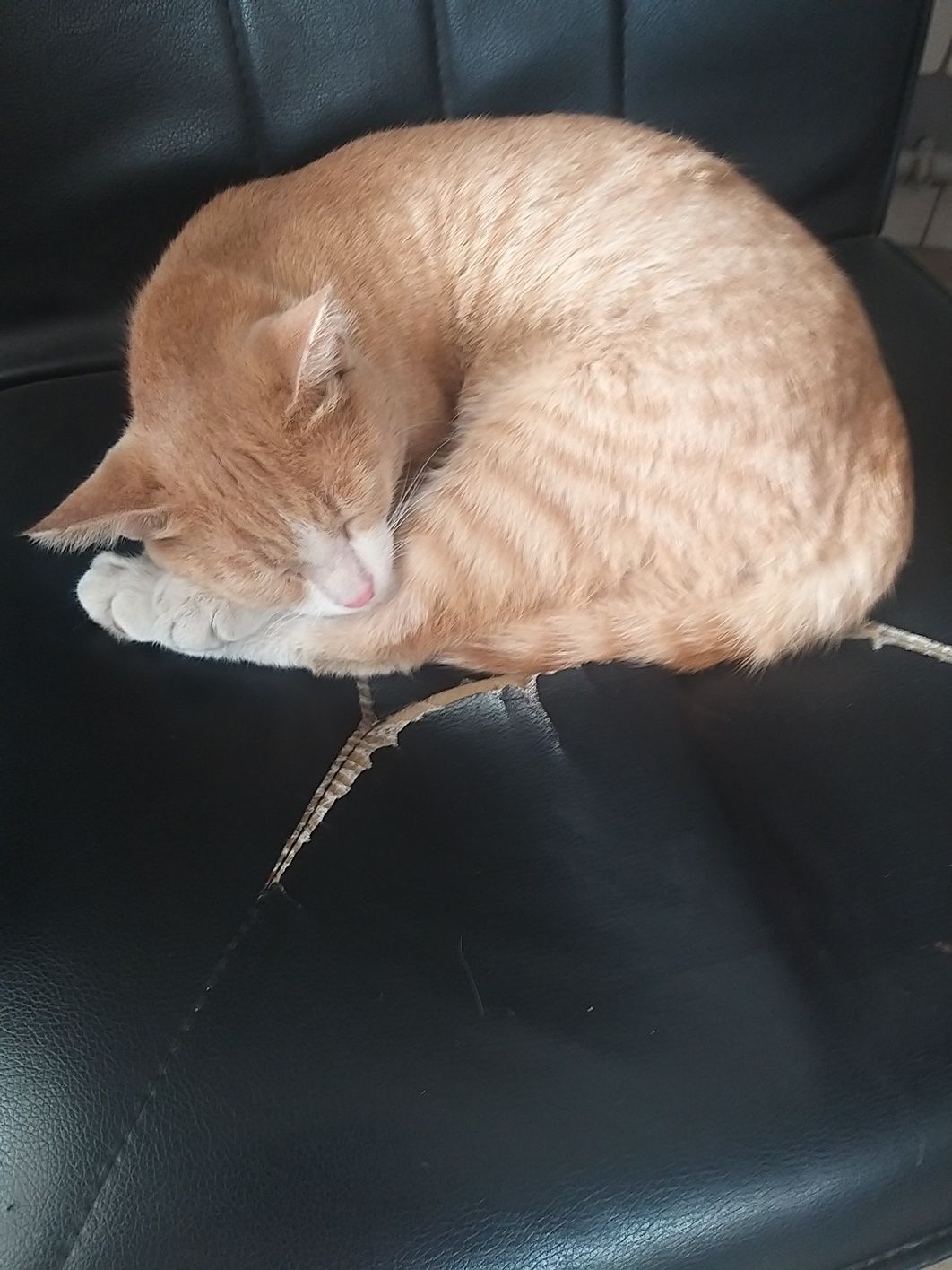 Кастрированный котик ищет дом