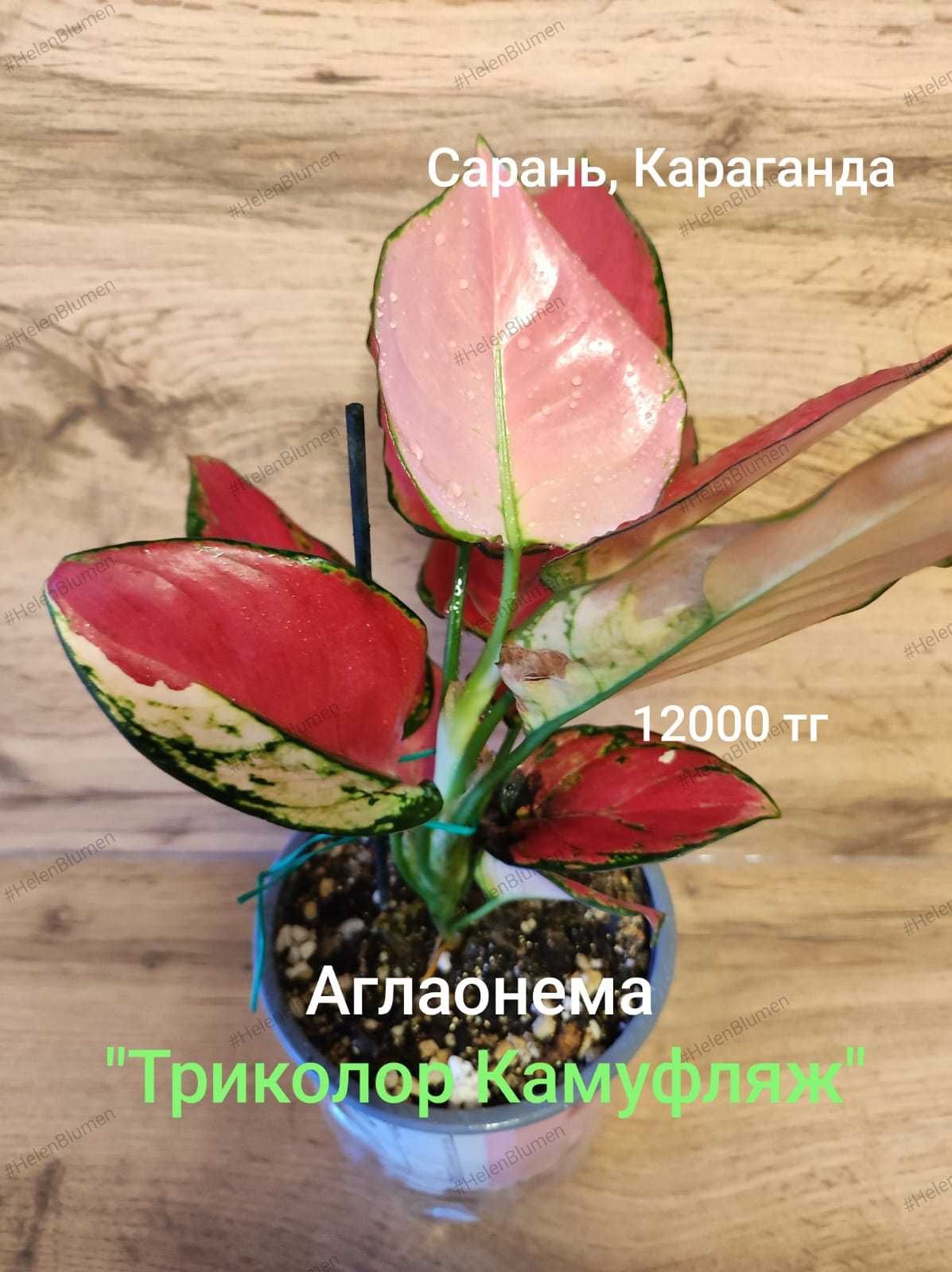 Аглаонема аглаонема