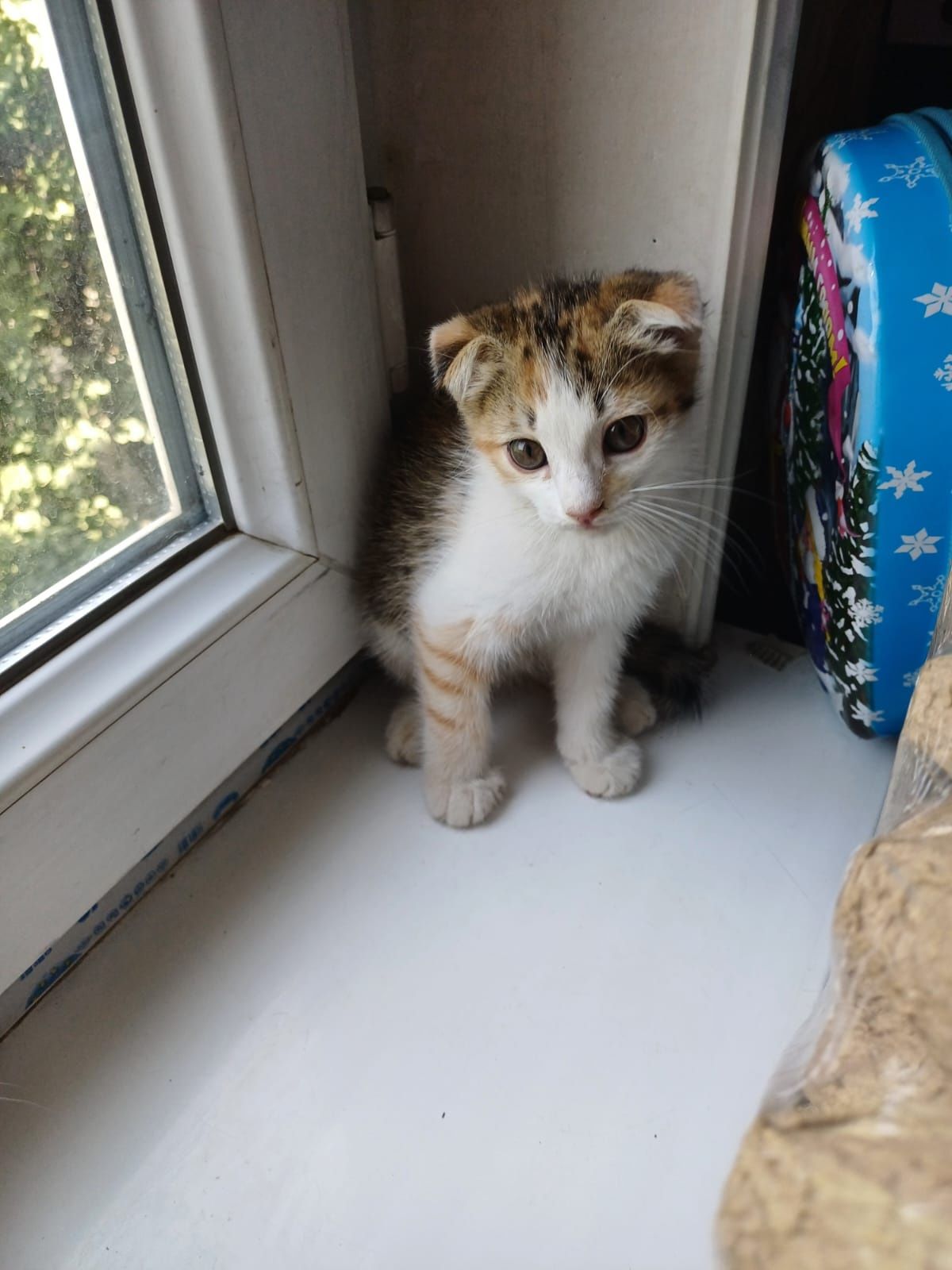 Котята в хорошие руки.