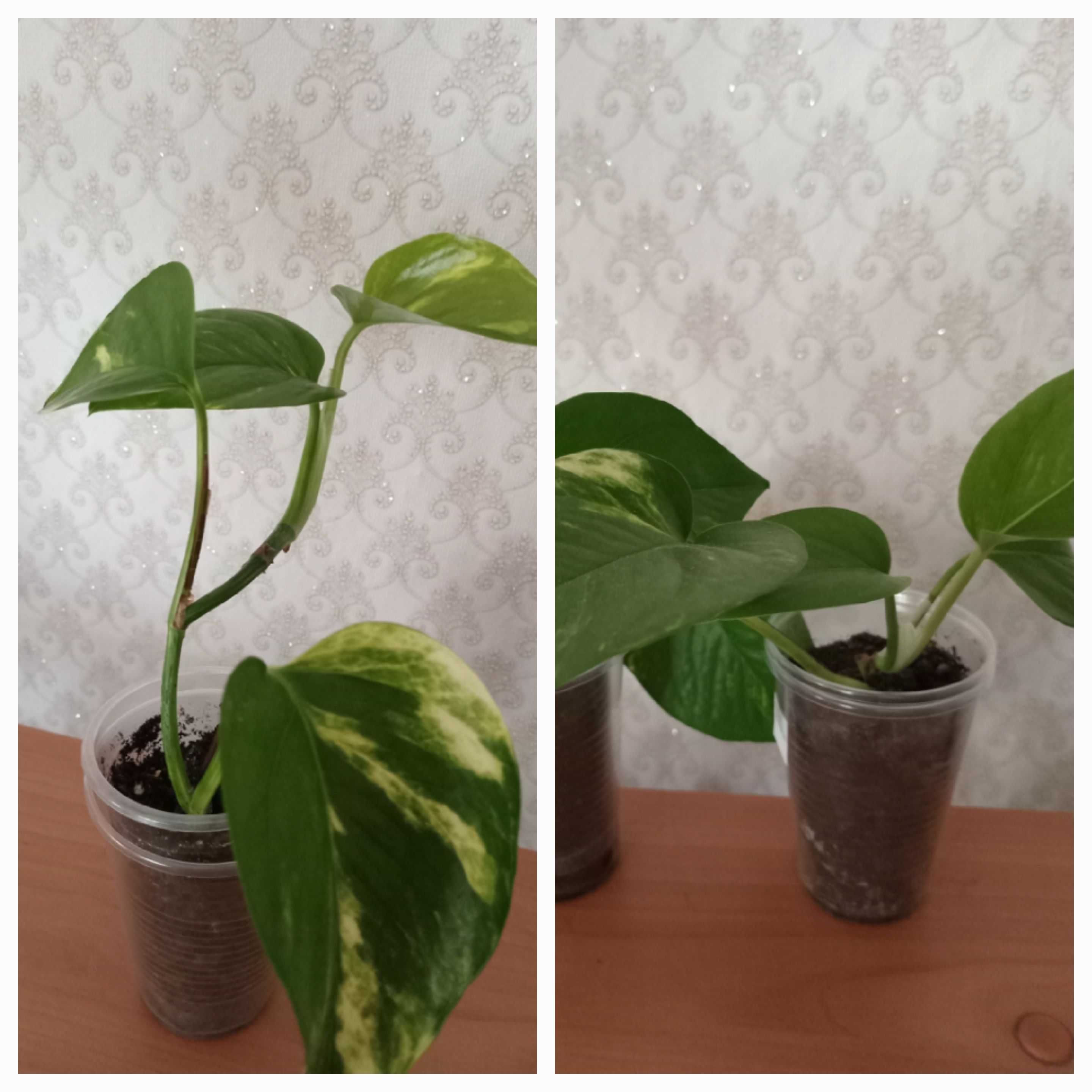 Продам сциндапсус