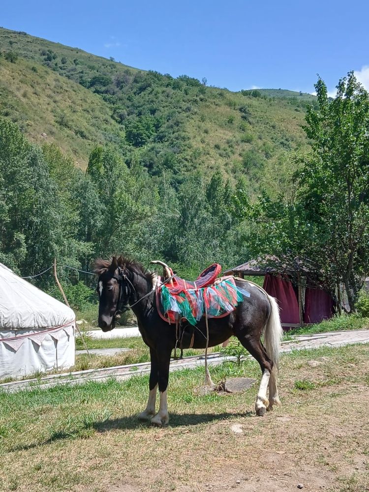 Пони 3года жуас