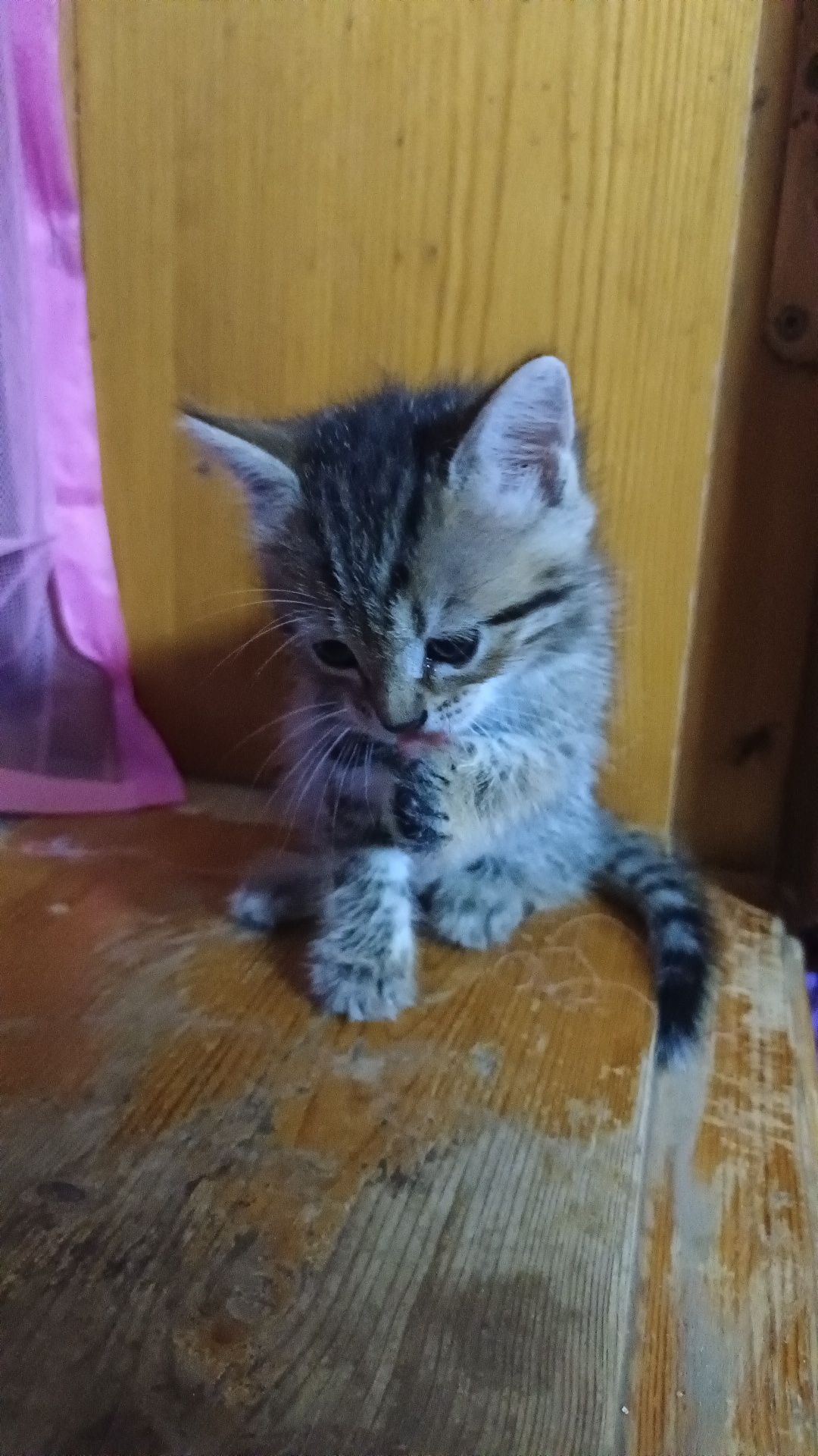 Котята, кошки, котики