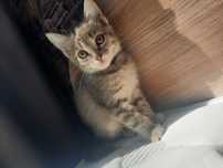 Котёнок, девочка