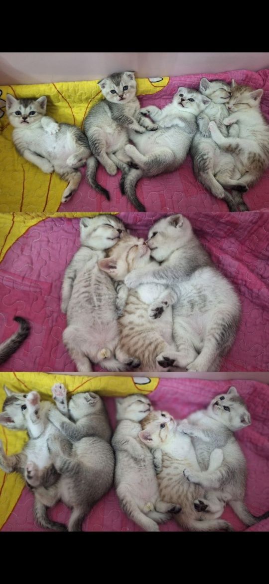 Котята Британский и Шиншиль