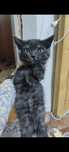 Отдам котёнка в добрые руки