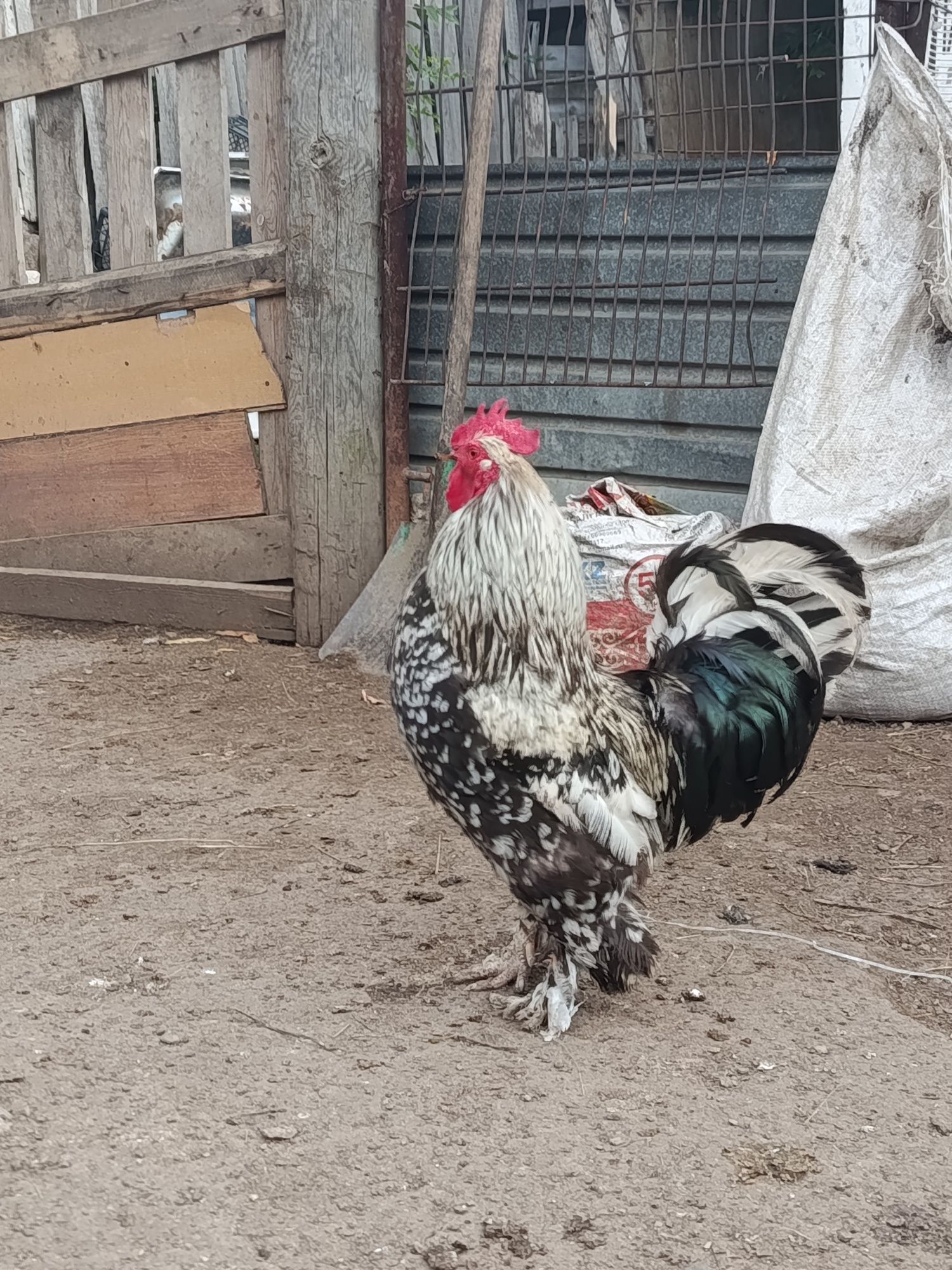 Продам петуха...