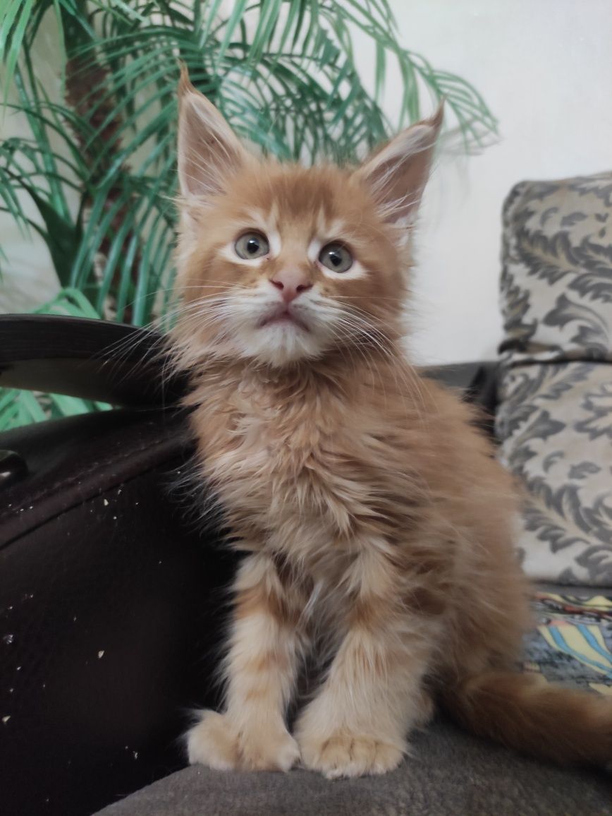 Мейн кун полидакт котята