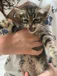 котенок девочка 1 месяц
