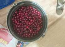 Домашняя Вишня. Очень вкусная. 10 литров ведро