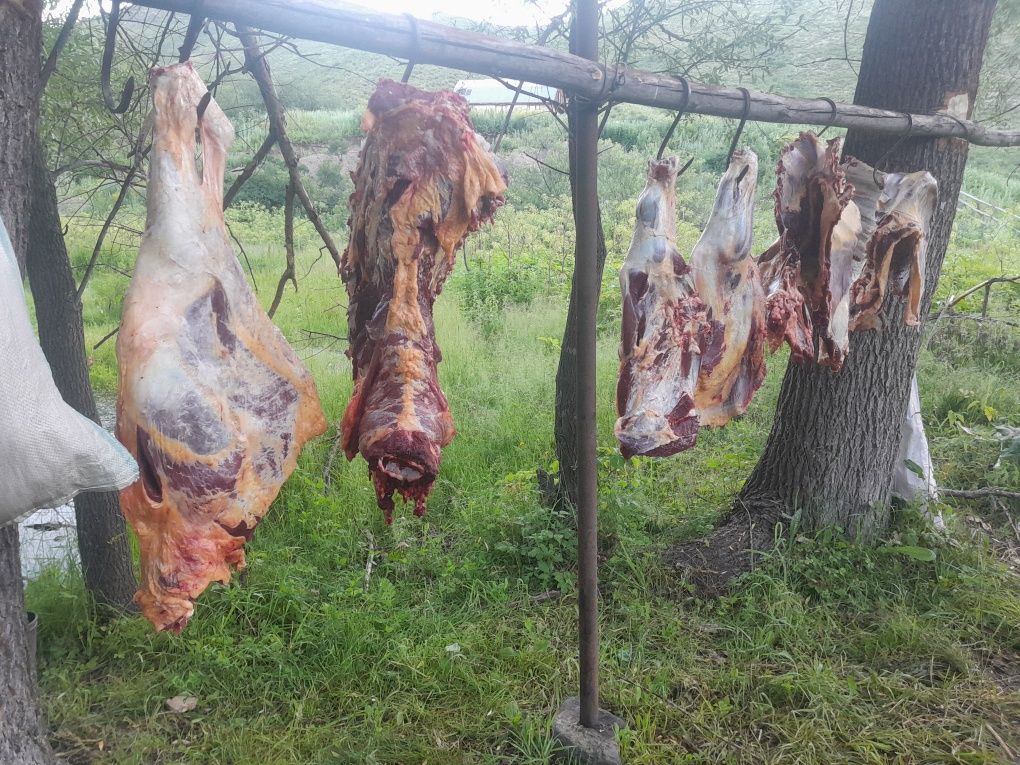 Говяжый мясо , і