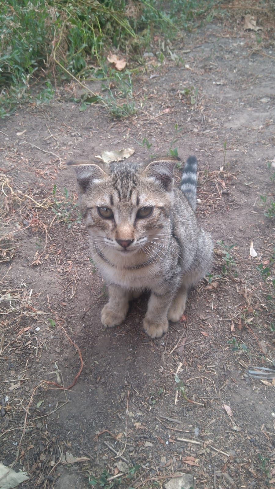 Отдам бесплатно котят