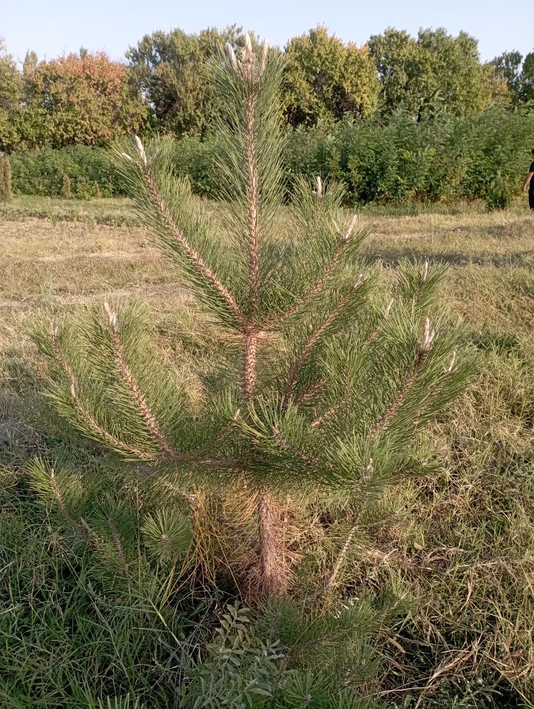 Карагаш Вяз Кара агаш