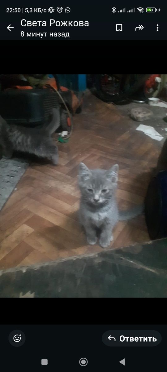 Котята сто процентов крысоловы