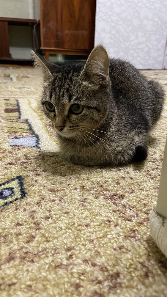 Отдам котенка в добрый дом