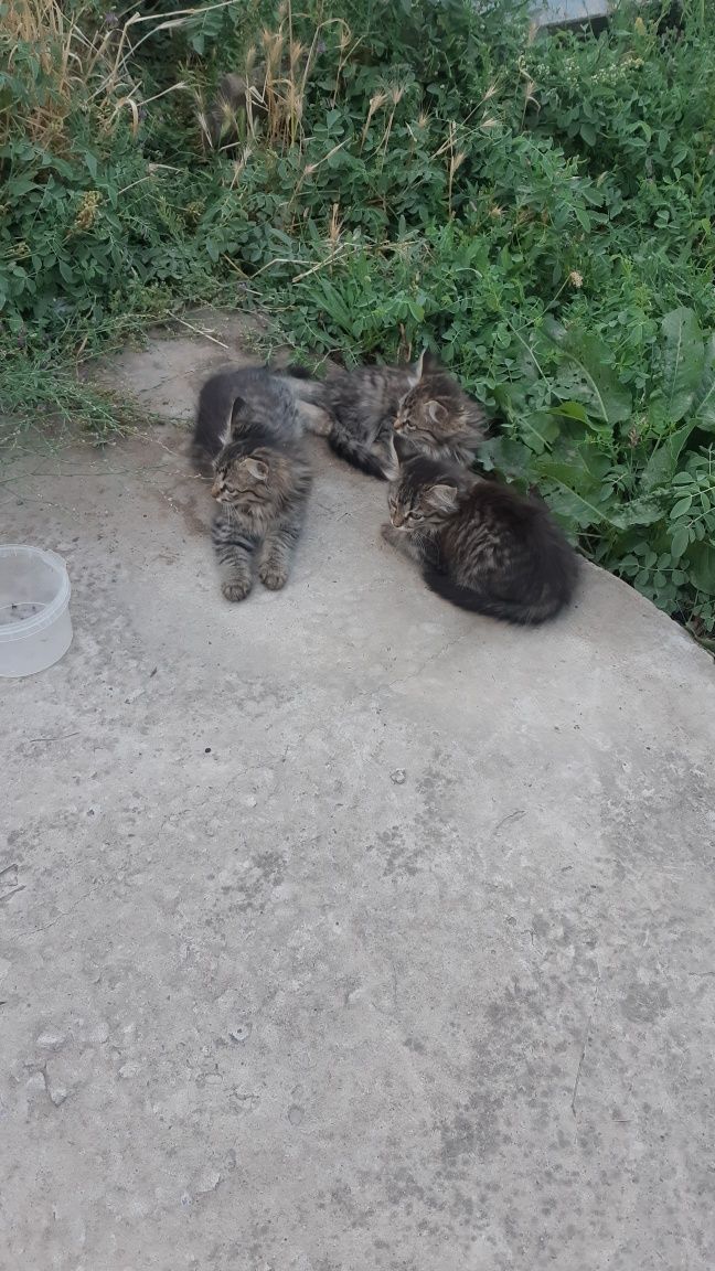 Котята  ласковые продается.