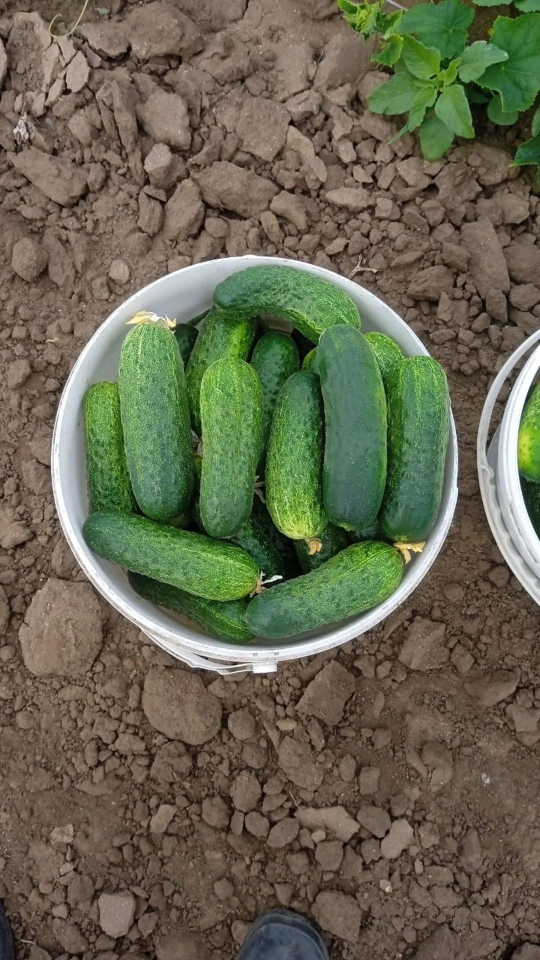 Продам огурцы в большом кол-ве