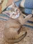 Котята Шиншилла золото