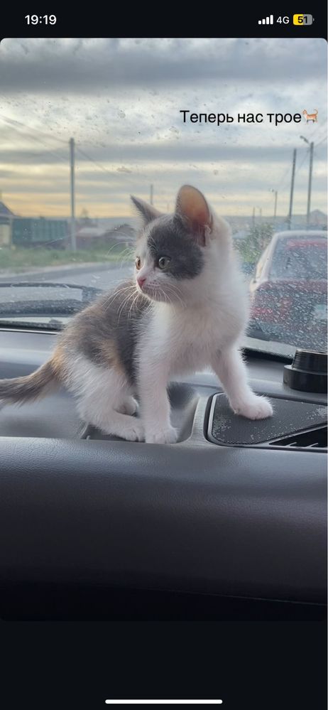 Отдам котенка в добрые руки