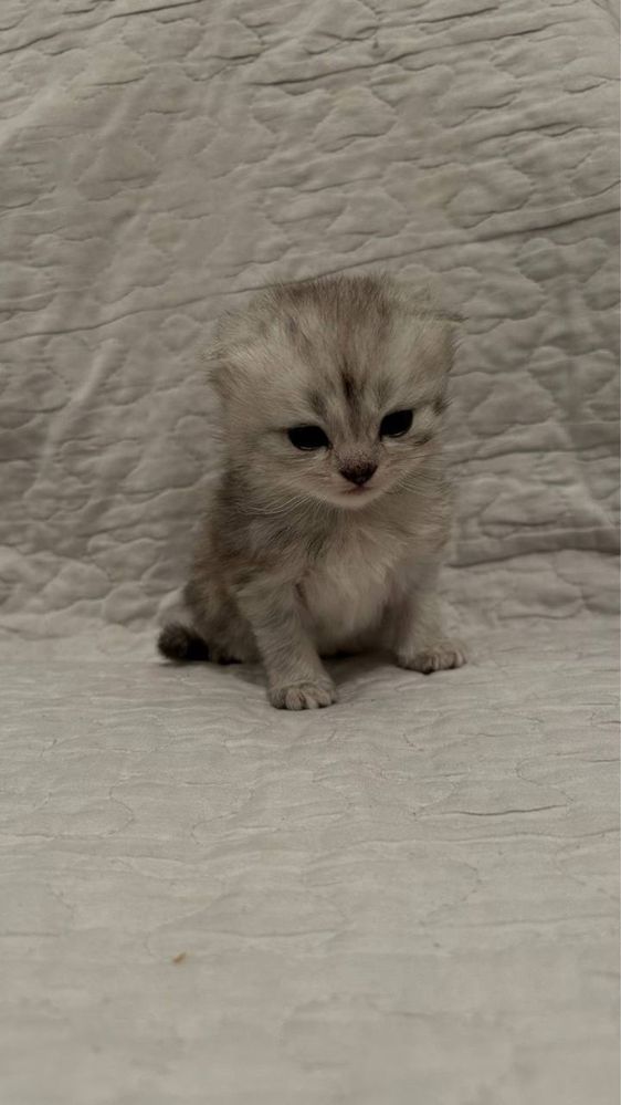 Котята. Шотландский котёнок