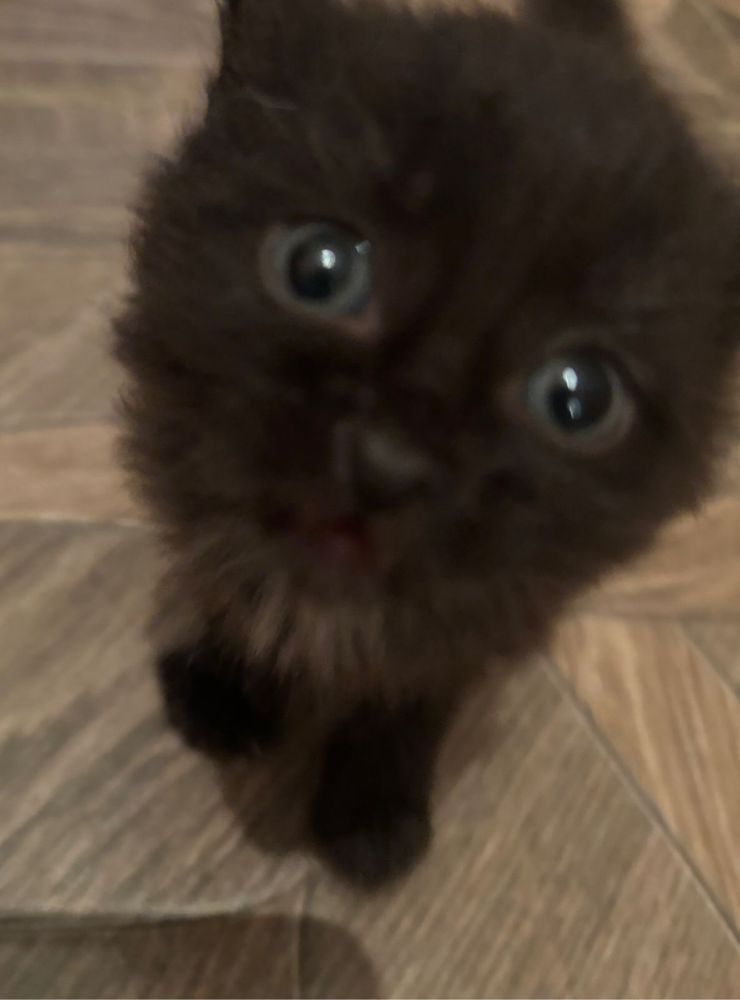 Котята, кошки, мысык, маргау