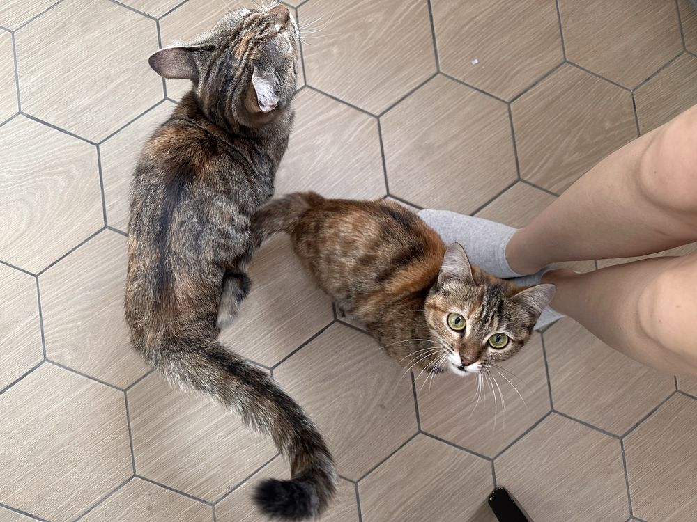 Отдам котят в ответственные руки