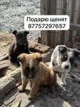 Отдам даром двух ченят
