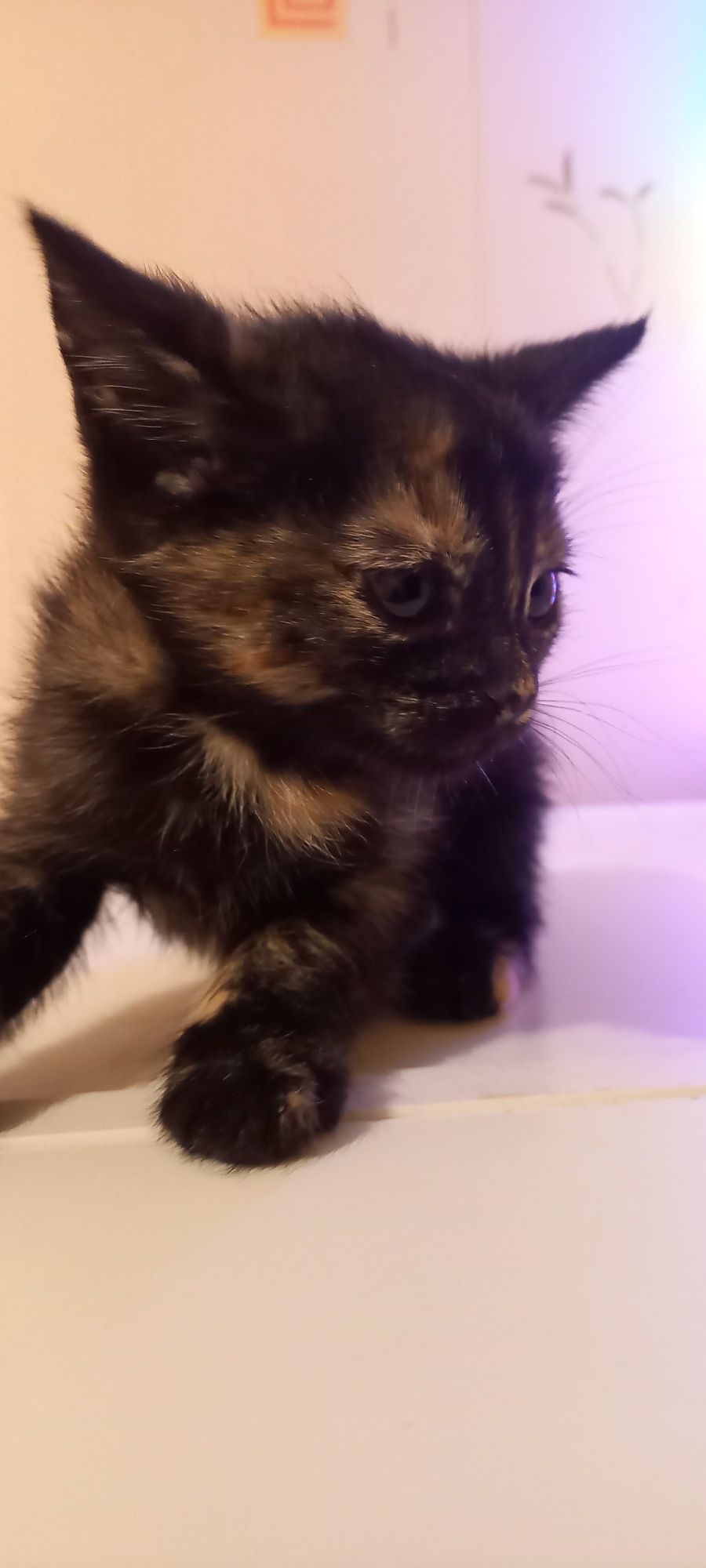 Отдам котят в хорошие руки