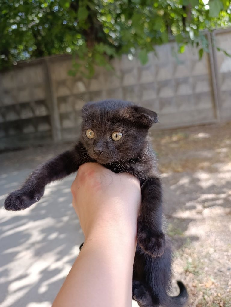 Вислоухий котёнок девочка
