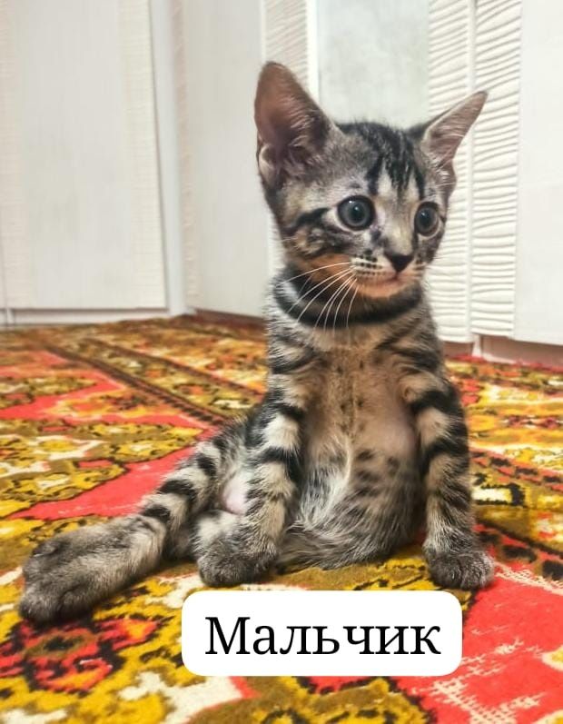 Котята в добрые руки