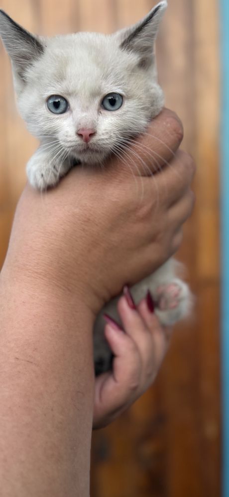 Красивые котята  ищут дом