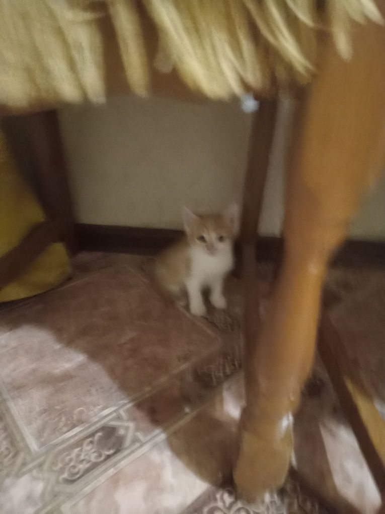 Отдам  бесплатно котят