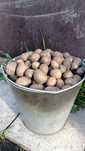 Продам семяной картофель