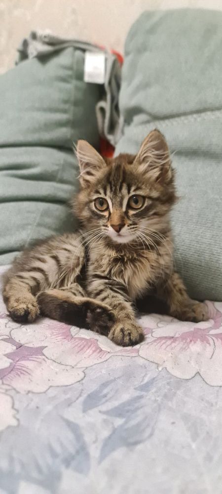 Отдам котенка в добрые руки