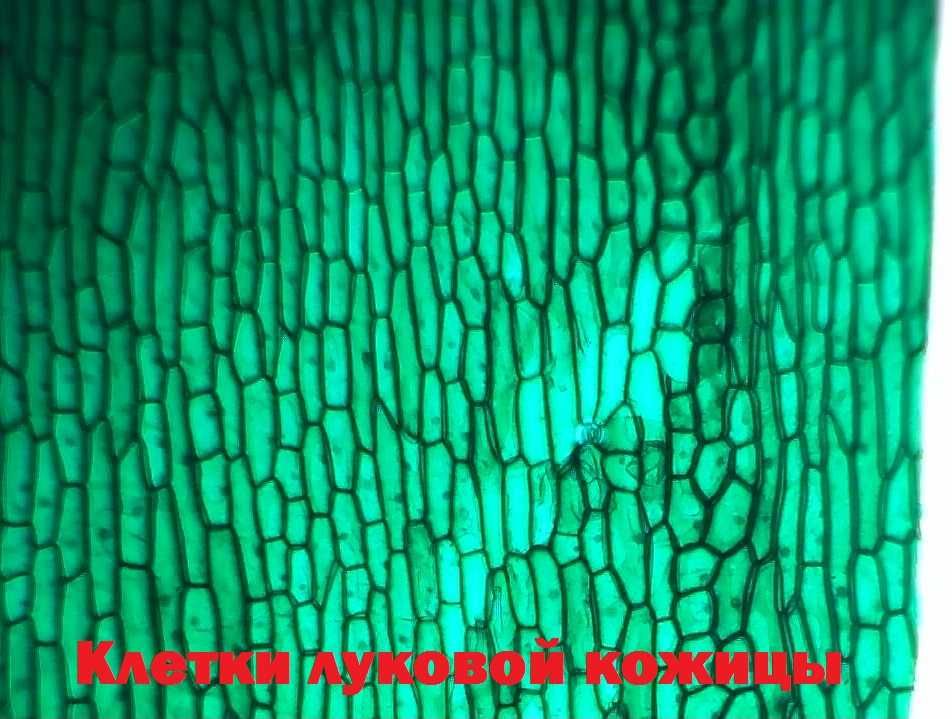 Цифровой микроскоп ( С ДИСПЛЕЕМ ) с 2 Линзами