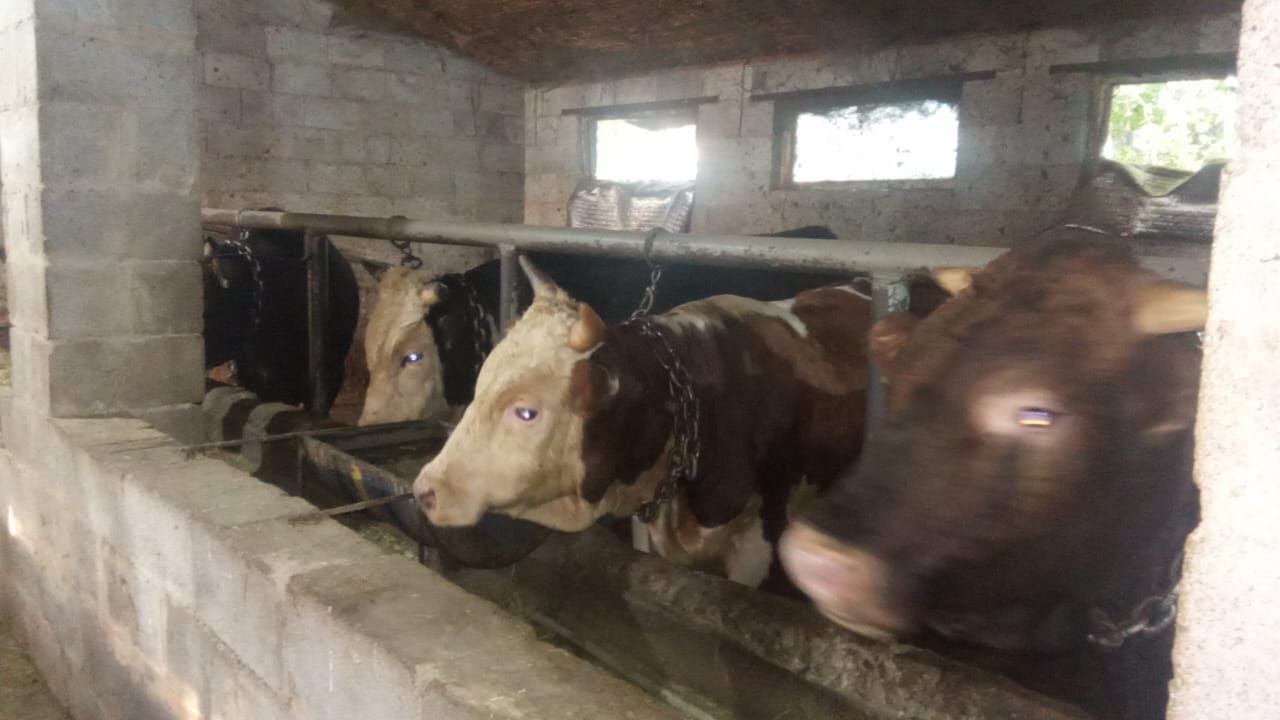 Бұқа сатылады . Продается бык .